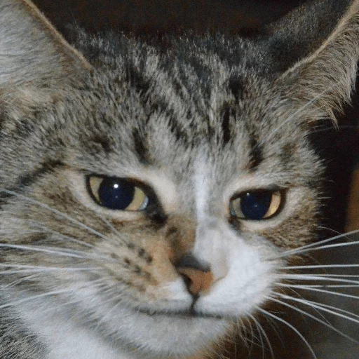 Animolz sticker 6