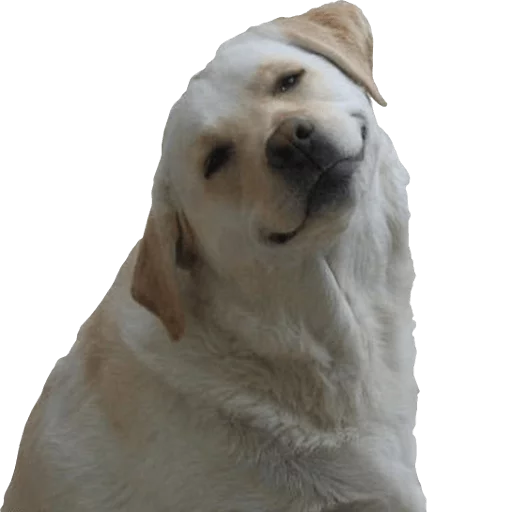 Animolz sticker 9