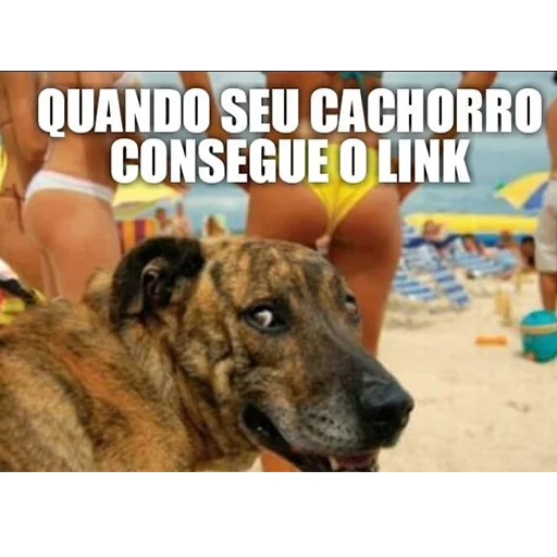 Passa o link / @capimcanela sticker 7