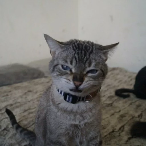 Catineos sticker 5