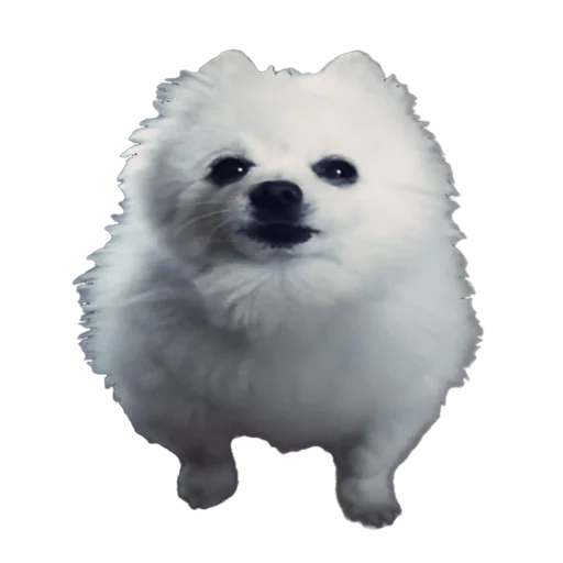 Dogecoin sticker 12