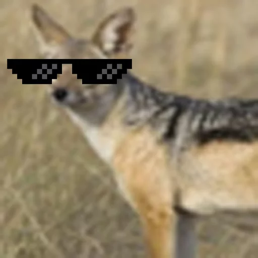 ебучий шакал Telegram sticker pack