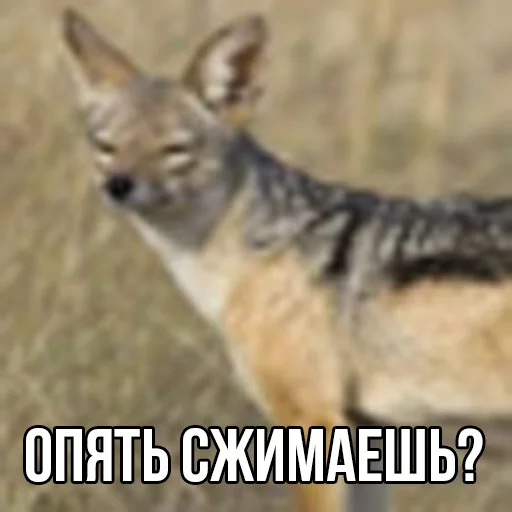 ебучий шакал sticker 2