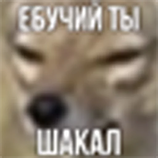 ебучий шакал sticker 11