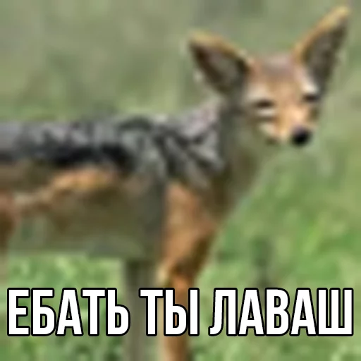 ебучий шакал sticker 3