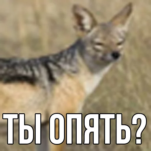 ебучий шакал sticker 4