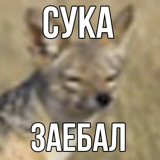 ебучий шакал sticker 5
