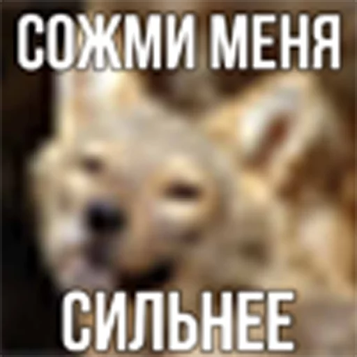 ебучий шакал sticker 10