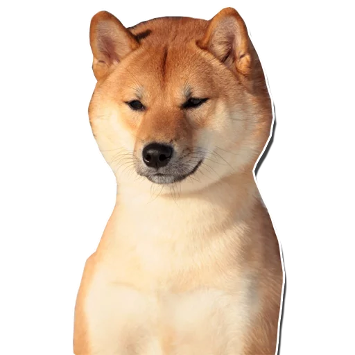 shiba inu's pack Telegram sticker pack