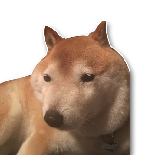 shiba inu's pack sticker 12