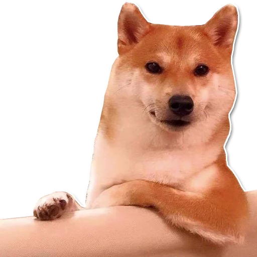 shiba inu's pack sticker 4