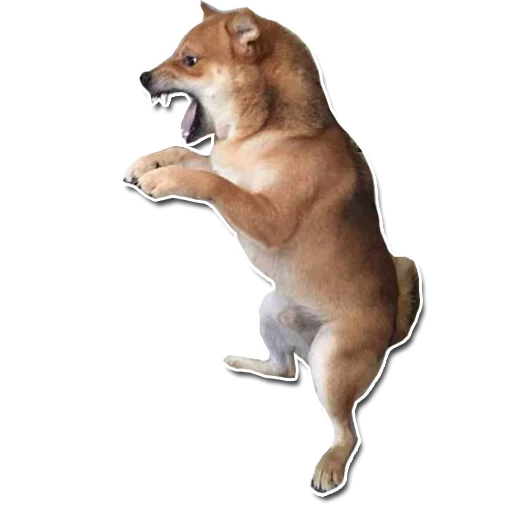 shiba inu's pack sticker 10