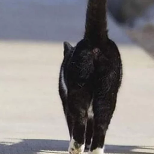 Котья жопа sticker 3