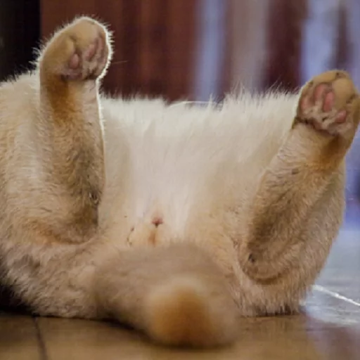 Котья жопа sticker 4