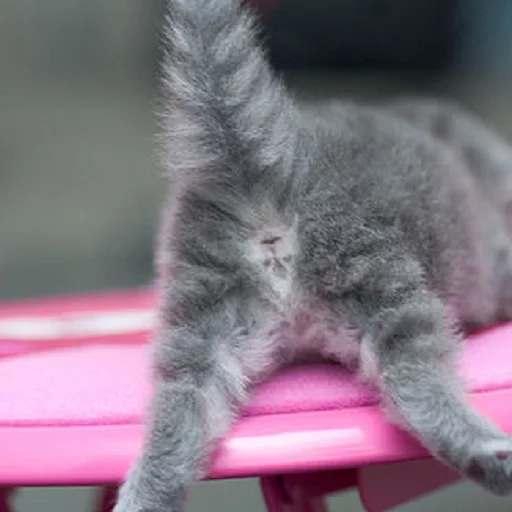 Котья жопа sticker 5