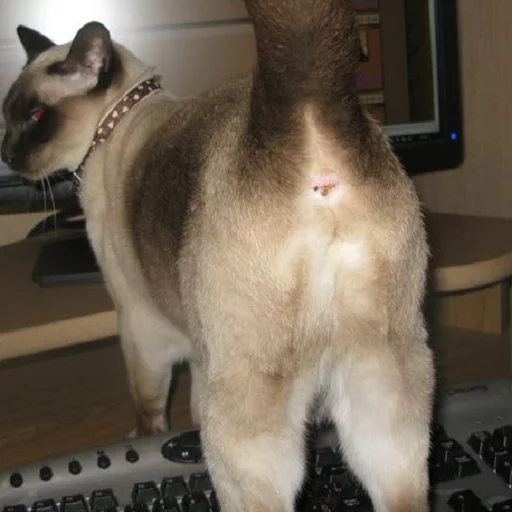 Котья жопа sticker 6
