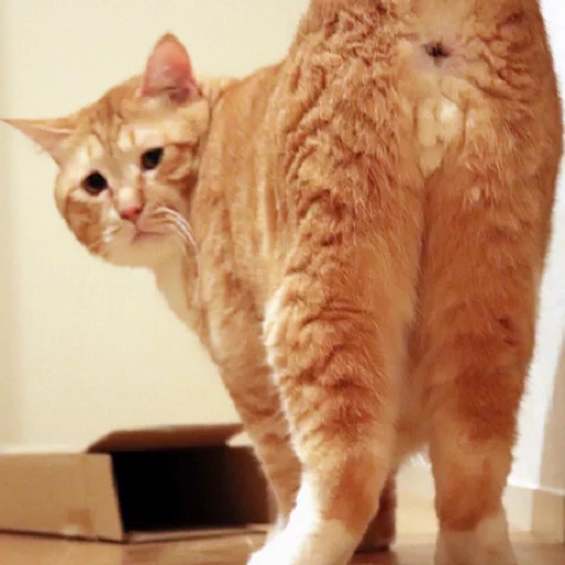 Котья жопа sticker 8