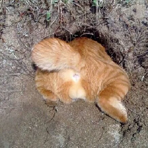 Котья жопа sticker 9