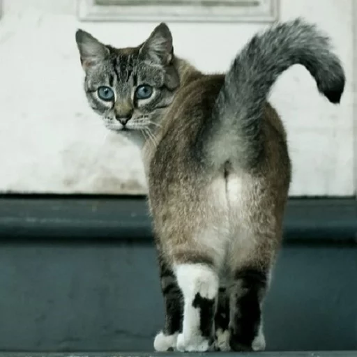 Котья жопа sticker 10