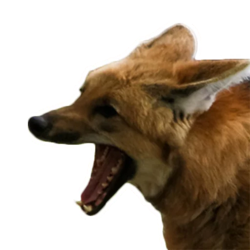 Maned Wolf Central Telegram sticker pack