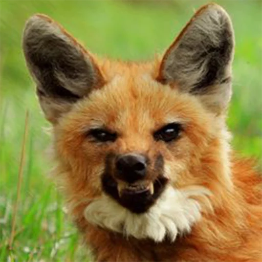 Maned Wolf Central sticker 2