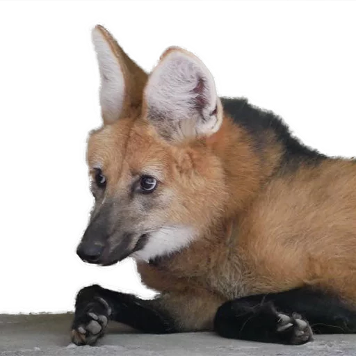Maned Wolf Central sticker 11