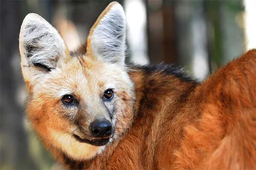 Maned Wolf Central sticker 12