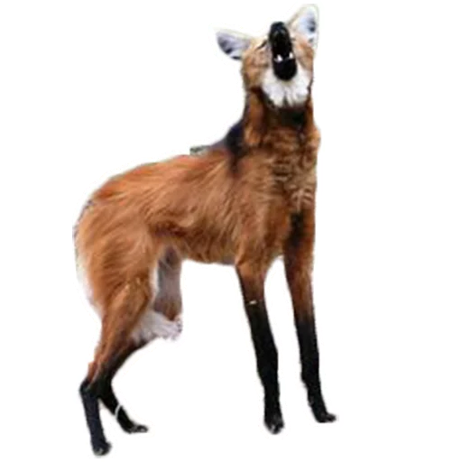 Maned Wolf Central sticker 3