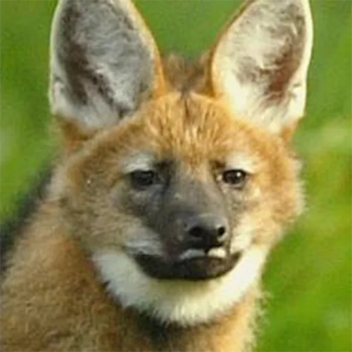Maned Wolf Central sticker 4