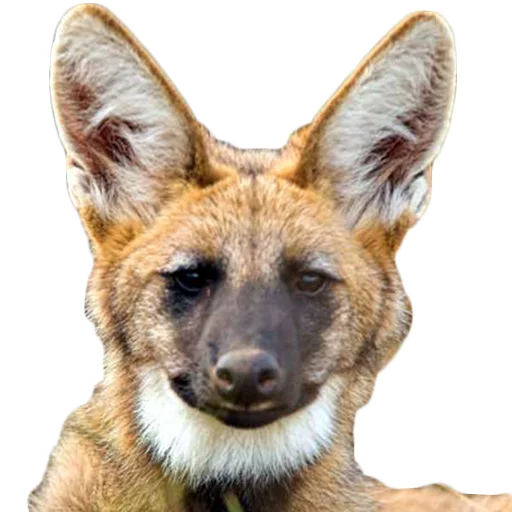 Maned Wolf Central sticker 5