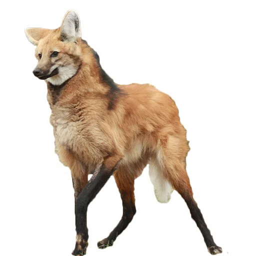 Maned Wolf Central sticker 6