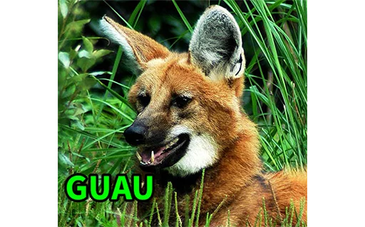 Maned Wolf Central sticker 7