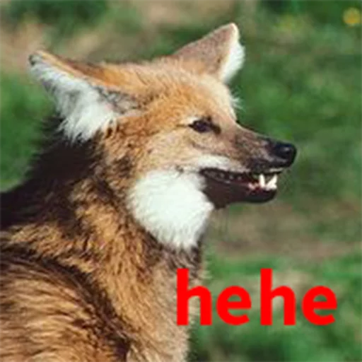 Maned Wolf Central sticker 8