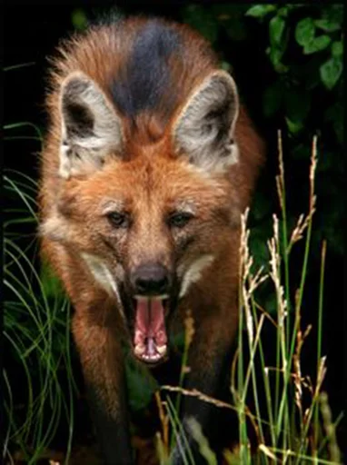 Maned Wolf Central sticker 9