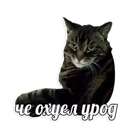 мемы про котов (по ржать) Telegram sticker pack