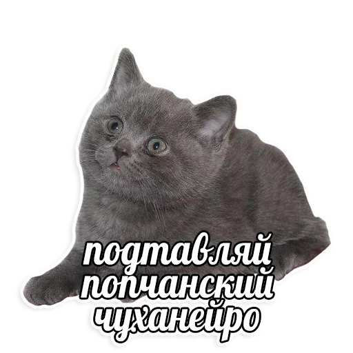 мемы про котов (по ржать) sticker 2