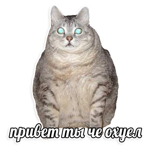 мемы про котов (по ржать) sticker 11