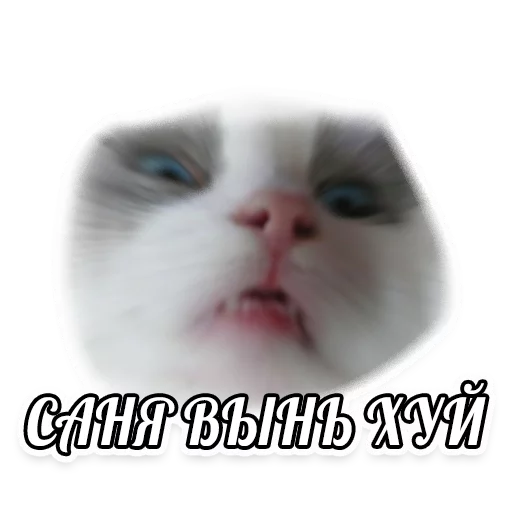 мемы про котов (по ржать) sticker 12