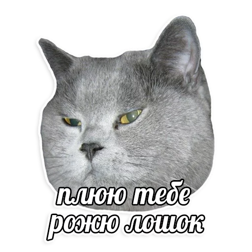 мемы про котов (по ржать) sticker 3