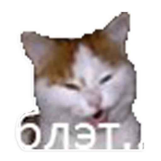 мемы про котов (по ржать) sticker 4