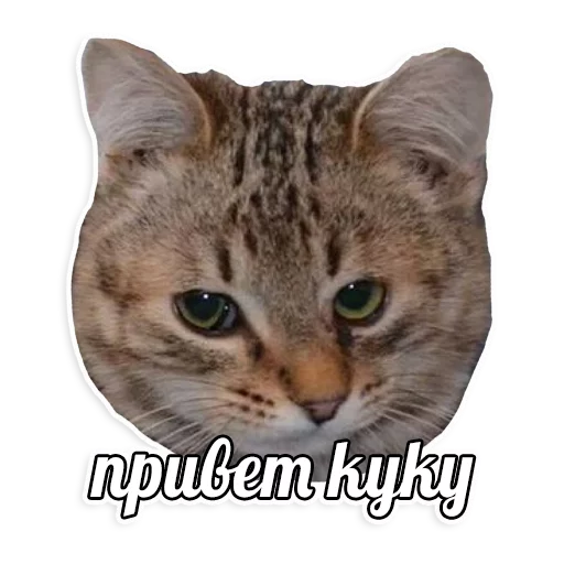 мемы про котов (по ржать) sticker 5