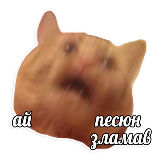 мемы про котов (по ржать) sticker 6