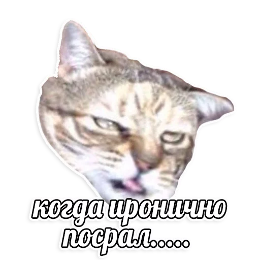 мемы про котов (по ржать) sticker 7