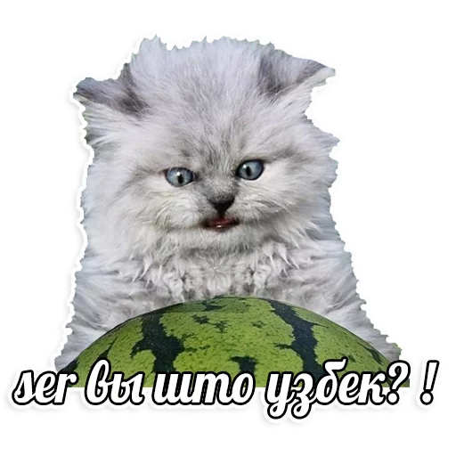 мемы про котов (по ржать) sticker 9