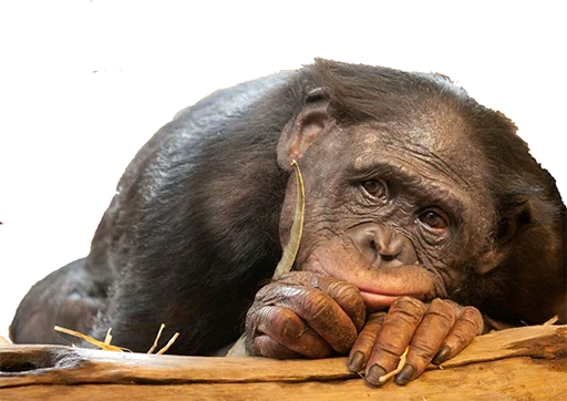 le monke faec xP sticker 2