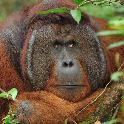 le monke faec xP sticker 11