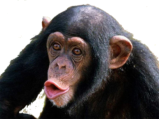 le monke faec xP sticker 3