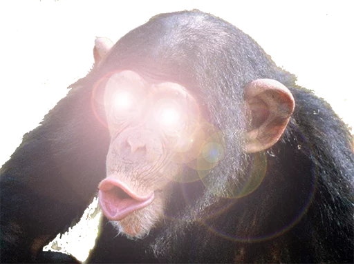 le monke faec xP sticker 4
