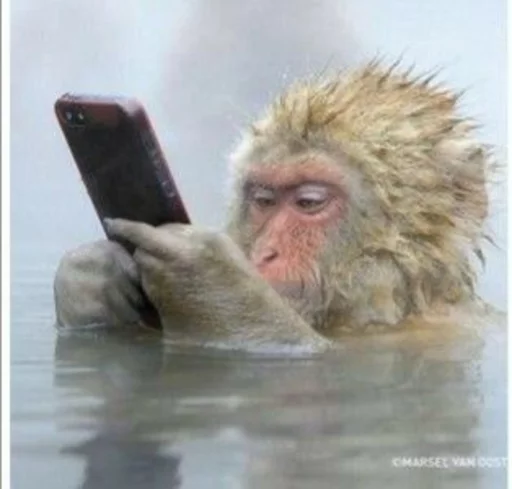 le monke faec xP sticker 7