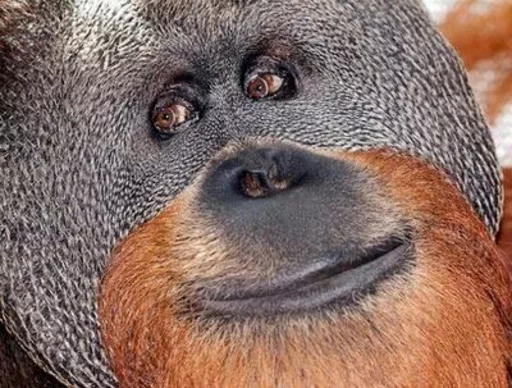 le monke faec xP sticker 9